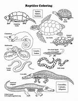 Coloring Pics Of Reptiles  Pages sketch template