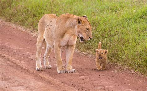 HD Adorable cub looking at the lioness Wallpaper | Download Free - 149733