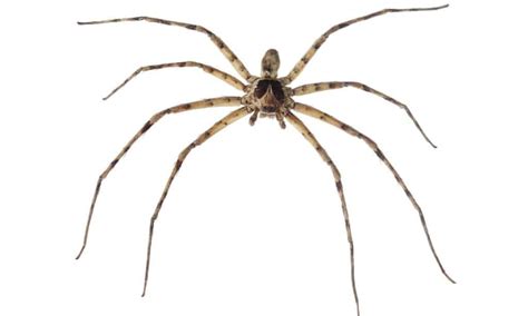 Cane Spiders in Hawaii: How Big are They? - IMP WORLD