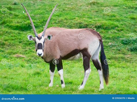 Oryx antelope stock photo. Image of coat, wildlife, horn - 23926370