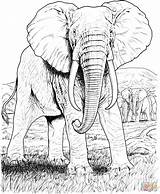 Coloriage  Eléphant DAfrique Coloriages à Imprimer Gratuits sketch template