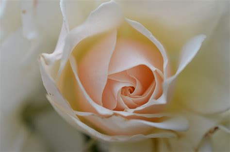 Free photo: Rose, White Rose, Flower, Plant - Free Image on Pixabay - 66498