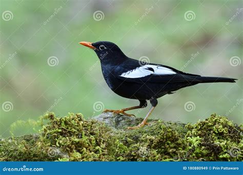 Fascinated Black with Orange Beaks and White Marks on Its Wings in Thrush Family Bird, Grey ...