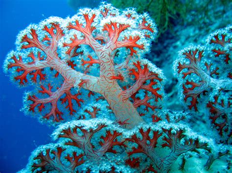 🔥 [41+] Colorful Coral Reef Wallpapers | WallpaperSafari