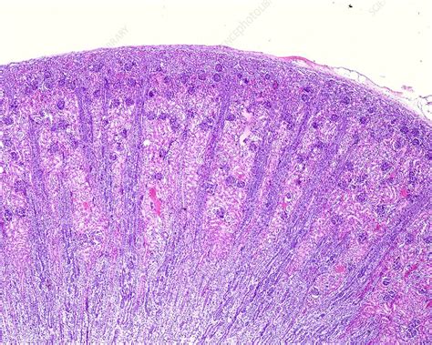 Renal Cortex Histology