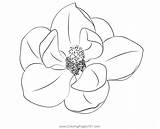 Magnolia Coloring Page For Kids  Free Magnolias Printable sketch template