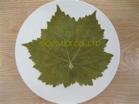 GRAPE LEAVES/ VINE LEAVES - SOVIMEX CO.,LTD