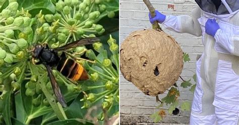 Asian hornet nest the size of a basketball found in man's Essex garden | UK News | Metro News