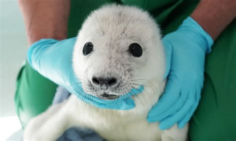 A rescued baby seal and a flying water taxi: Thursday's best photos | News | The Guardian Poses ...