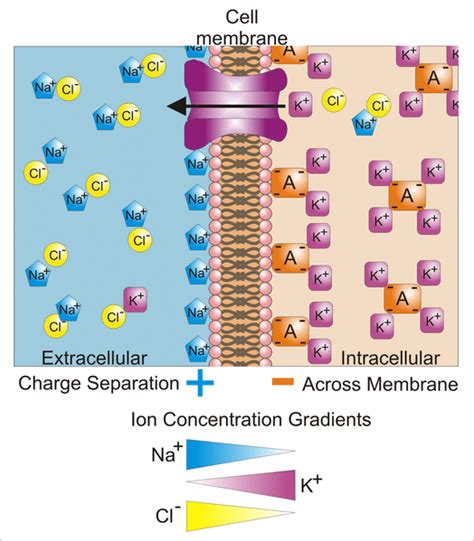 What Best Describes the Resting Membrane Potential - ReagankruwEdwards