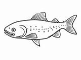 Trout Coloring Page  sketch template