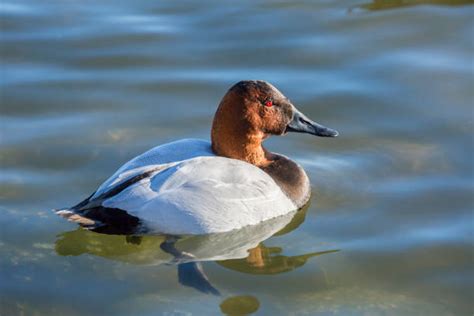 Royalty Free Canvasback Duck Pictures, Images and Stock Photos - iStock