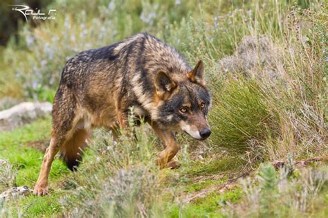 Iberian Wolf Male by Raul Real - Photo 23502349 / 500px