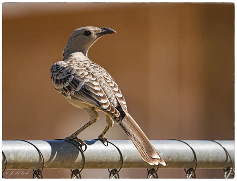 https://flic.kr/p/27BfyHW | Great Bowerbird_C8A6402w | Katherine, NT ...