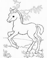 Cute Horse Coloring Page  ColoringBay sketch template