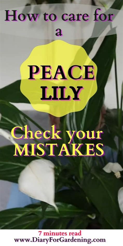 7 tips to peace lily care indoor – Artofit