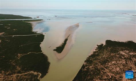 Scenery of Yellow River Delta National Nature Reserve, E China's ...