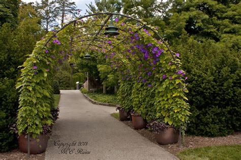 Morning Glory Arbor (1 of 3) at Longwood Gardens of Kennet… | Flickr