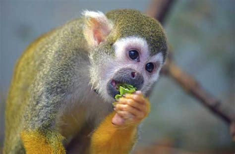 Monkey Diet: Are Monkeys Carnivores? Monkey Eating - Primates Park