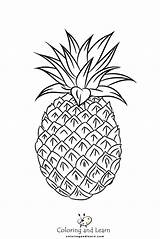 Pineapple Coloring Pages FREE 2025  And Learn sketch template