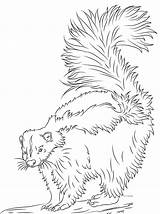 Flower The Skunk Coloring Pages  Best Flower Site sketch template