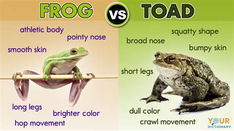 10 Differences Between a Frog and a Toad | YourDictionary