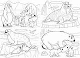 Seal Team Six Coloring Pages sketch template