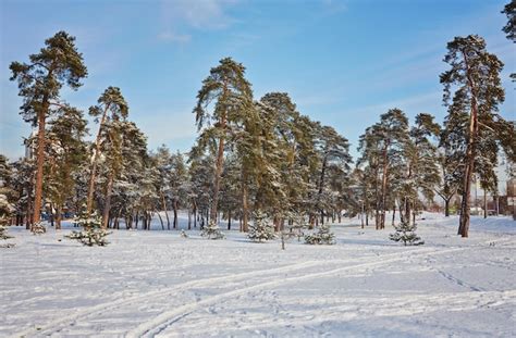 Premium Photo | Winter day in a pine forest