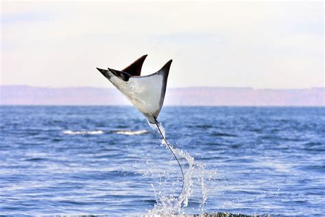 Why do Manta Rays Jump out of the Water? - Manta Ray Advocates Hawaii