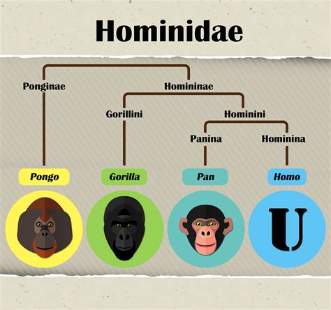 onemancrew | Hominidae Behavior