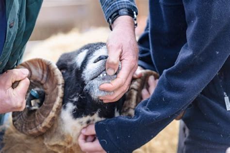 Sheep Teeth (how they grow, and what they tell you) - RaisingSheep.net