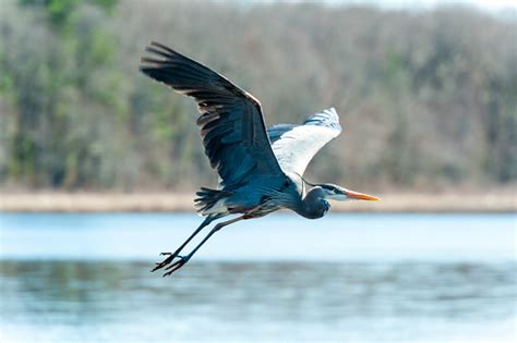 Flying Great Blue Heron Stock Photo - Download Image Now - iStock