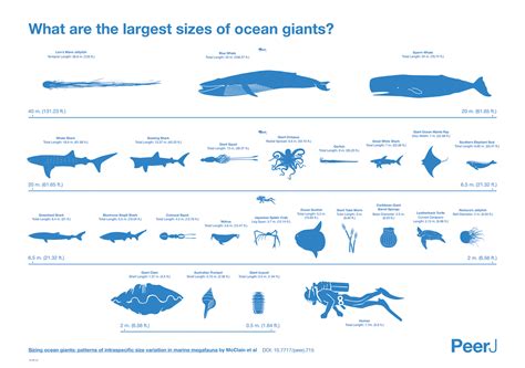 The Largest Creatures in the Ocean [Chart] » TwistedSifter