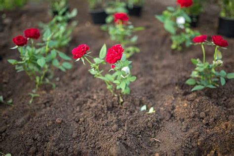 How To Grow Roses From Seeds 3 Different Ways - Minneopa Orchards