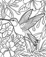 Coloring Hummingbird sketch template