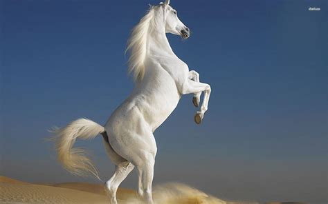 White Horse Wallpapers - Wallpaper Cave