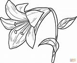 Lily coloring page  Free Printable Coloring Pages sketch template