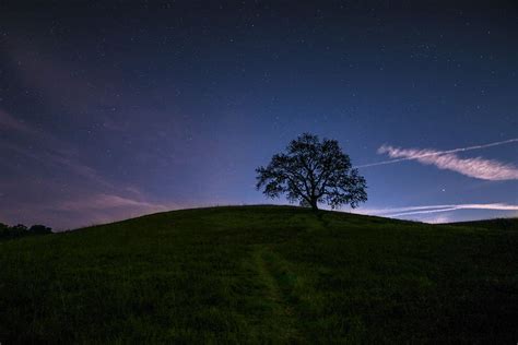 HD wallpaper: green tree surrounded by grass under blue sky, silhouette of tree on top of a hill ...