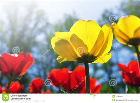 Tulips in the garden stock photo. Image of season, head - 31082866