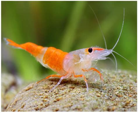 Freshwater Shrimp - Rili Orange Shrimp - Arizona Aquatic Gardens