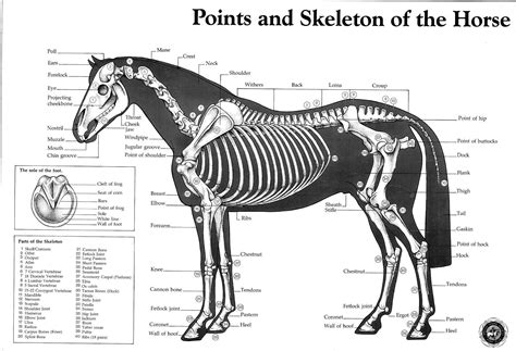 Jammed up stifles | Horse anatomy, Horses, Horse camp