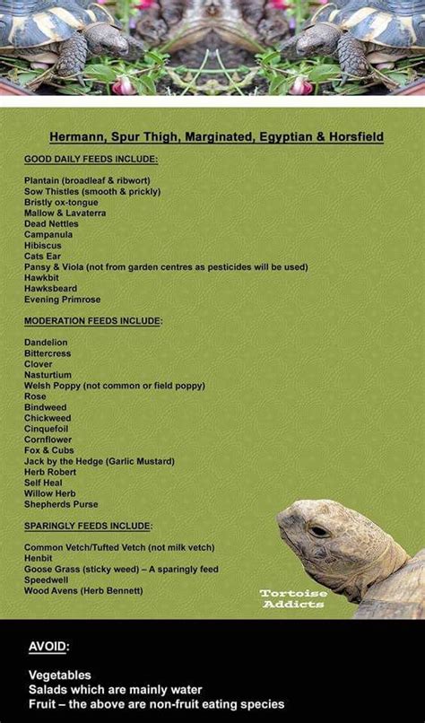 Hermann Tortoise Food Chart