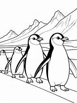 Penguin coloring pages Free That Kids Love  Coloringpagesforkidsnet sketch template