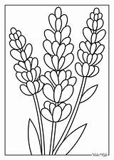 Lavender Coloring Pages Free Printable PDFs  WakeTheKids sketch template