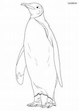 King Penguin Coloring Page sketch template