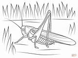 Cricket coloring Page  Free Printable Coloring Pages sketch template