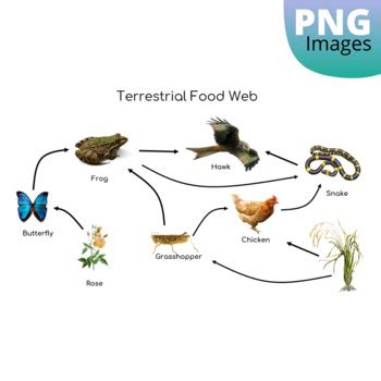 Food Web Clipart Images (Terrestrial and Aquatic Food Webs) | TPT