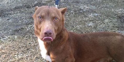 This Adorably Unusual Pit Bull-Dachshund Mix Is Real And Basically ...