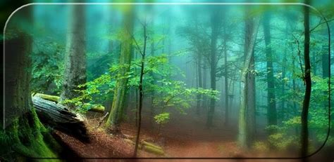 🔥 [50+] Forest HD Live Wallpapers | WallpaperSafari