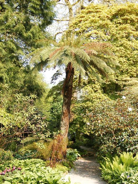 Dicksonia - Trees and Shrubs Online